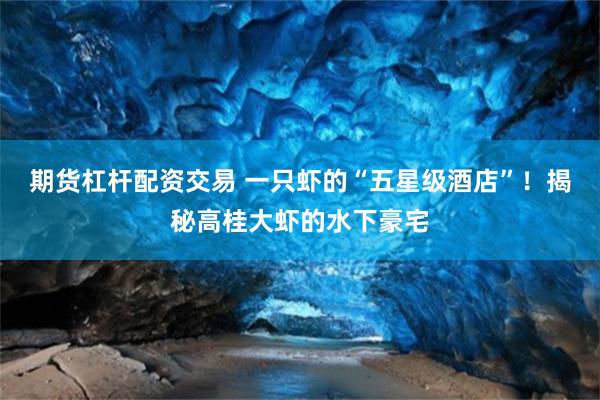 期货杠杆配资交易 一只虾的“五星级酒店”！揭秘高桂大虾的水下豪宅