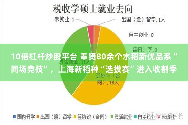 10倍杠杆炒股平台 奉贤80余个水稻新优品系“同场竞技”，上海新稻种“选拔赛”进入收割季
