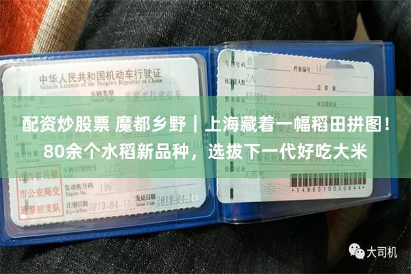 配资炒股票 魔都乡野｜上海藏着一幅稻田拼图！80余个水稻新品种，选拔下一代好吃大米
